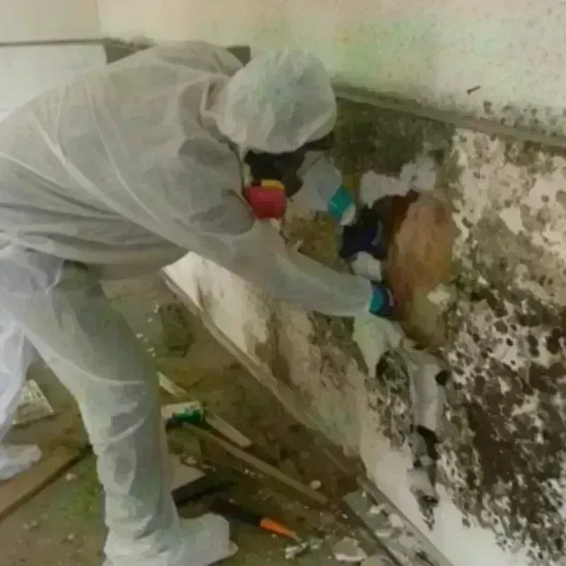 Mold Remediation and Removal in Danville, AL